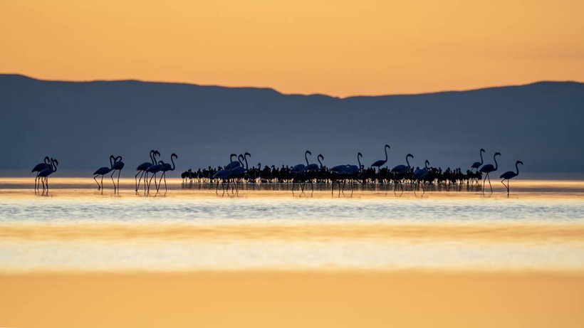 Tuz Gölü, 5 bin yavru flamingoya ev sahipliği yapıyor - Resim: 7